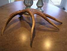 moose antlers for sale  MANSFIELD