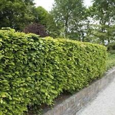 Beech green hedging for sale  IPSWICH