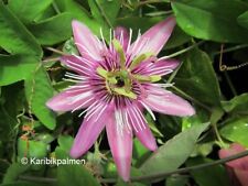 Passiflora victoria passionsbl gebraucht kaufen  Wuppertal