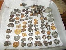 Ammonites gros lot d'occasion  Rioz