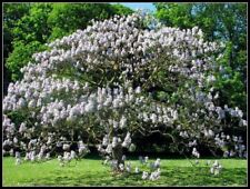 Paulownia tomentosa paulonia usato  Torino