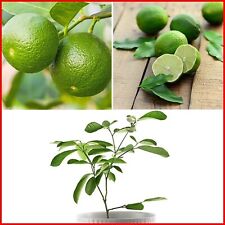 Lime tree plant for sale  LIVERPOOL