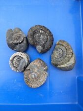 Jurassic ammonite fossils for sale  YORK