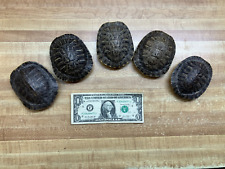 Small turtle shell for sale  Malvern