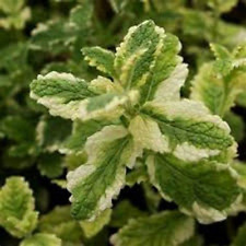 Variegated pineapple mint for sale  Hot Springs National Park