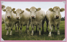 Charolais cattle book for sale  COLNE