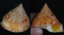 tonyshells Pleurotomaria gotoi RARE  40.2mm F+++ SLIT SHELL marine specimen      for sale  Shipping to South Africa