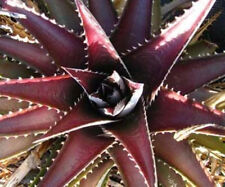 DYCKIA PLATYPHYLLA exotic bromeliad rare color flowering succulent seed 25 seeds for sale  Shipping to South Africa