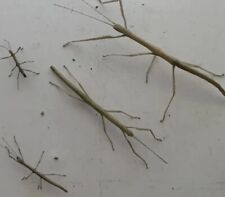 Indian stick insect for sale  YORK