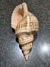 Giant triton shell for sale  EXETER