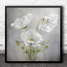 Cosmos white cosmea for sale  UK