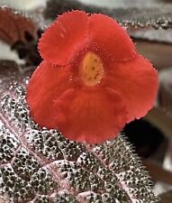Episcia kee wee for sale  Summerville