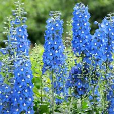 Delphinium flowering garden for sale  IPSWICH