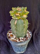 Ariocarpus retusus cv. for sale  Palm City