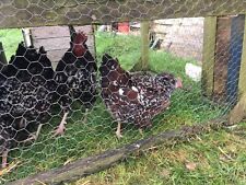 Speckled sussex large for sale  KENILWORTH