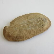 Prehistoric fish fossil for sale  Montpelier