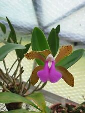 Orchidée cattleya bicolor d'occasion  Veules-les-Roses