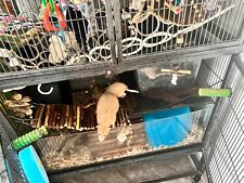 Rat ferret cage for sale  GUILDFORD