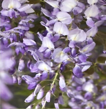 Blauregen wisteria japanischer gebraucht kaufen  Wurzen