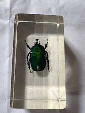 Green rose chafer for sale  CONGLETON