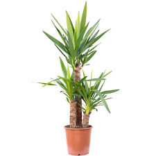 Palmlilie stämmig yucca gebraucht kaufen  Straubing