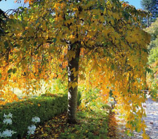 Birch sapling fully for sale  UK