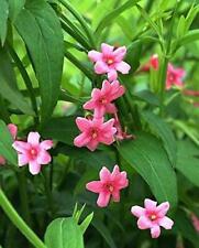 Hardy pink jasmine for sale  Shipping to Ireland