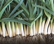 Leek blue solaise for sale  DEWSBURY