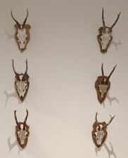 Six roe deer for sale  BRADFORD