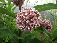 Common milkweed seeds for sale  Deltona