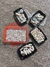 Used, PRETTY Florida Terebra, Olivia, Scallop & MORE Sea Shells~Large Lot~hand Picked for sale  Shipping to South Africa