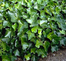 English ivy plant for sale  Sequim