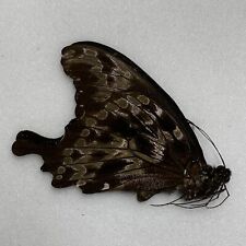 Butterfly papilio charopus for sale  READING