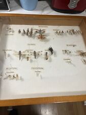 Entomology real insects for sale  Schwenksville