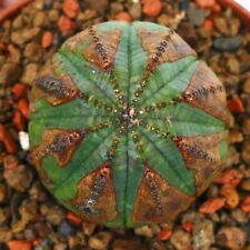 Euphorbia obesa brown usato  Napoli