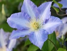 climbing clematis for sale  RHYL
