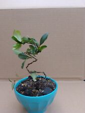 Pyracantha arbre bonsai d'occasion  Soisy-sous-Montmorency