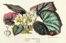 Van Houtte Botánico Bergonia Thwaitesi Estampado Antiguo Original 1850 segunda mano  Embacar hacia Argentina