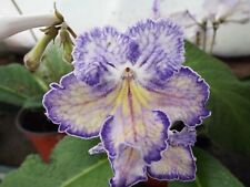 Streptocarpus mirage for sale  MAIDENHEAD