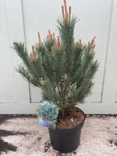 Scots pine watereri for sale  CHORLEY