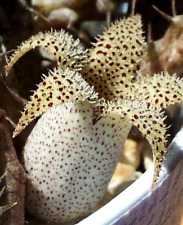 Stapelianthus decaryii nice for sale  Port Charlotte