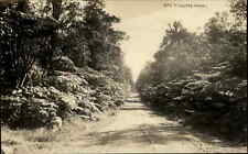 Postal con foto real de Hawaii HI Road to the Volcano c1920s-30s segunda mano  Embacar hacia Argentina