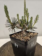 bonsai pine tree for sale  Philadelphia