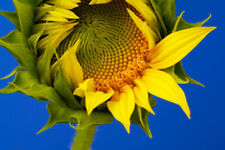 Sunflower seeds giant for sale  LONDON