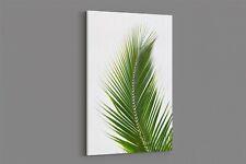Palm tree leaf for sale  CREWE