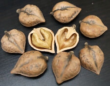 Heartnut japanese walnut for sale  Elko