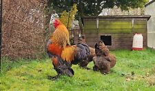 Gold partridge brahma for sale  SAXMUNDHAM