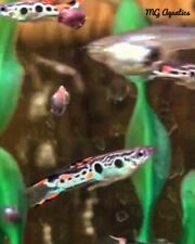 Rare staeck endlers for sale  Hilliard