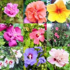 50 Colores Mezclados Flor Rosa DE SHARON Hibiscus syriacus de mezcla de semillas de árbol Bush segunda mano  Embacar hacia Spain
