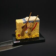 Miniatura MODELO ANATOMIA DA PELE 1,5" Mini Figura Seção Transversal Brinquedo Científico Japão comprar usado  Enviando para Brazil